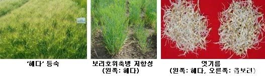 싹이 잘 트는 엿기름용 보리 나왔다