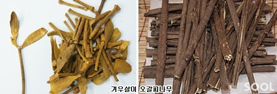 추운 겨울 ‘전통약초’로 이겨내세요