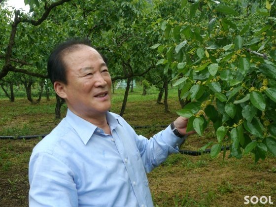신현길 대표는 자식처럼 대추를 사랑한다. 개화기에 일일이 그 많은 대추나무를 살펴본다.