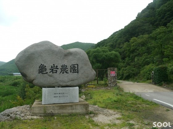대추농장 이름을 &lsquo;구암농원&rsquo;이라 부르게 된 것은 龜岩이 솟아났기 때문이란다.