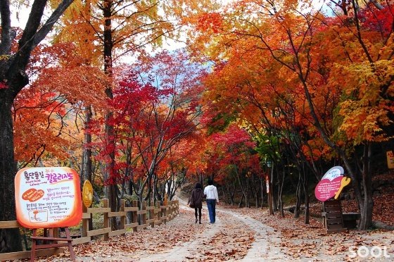 허브힐즈의 홍단풍길