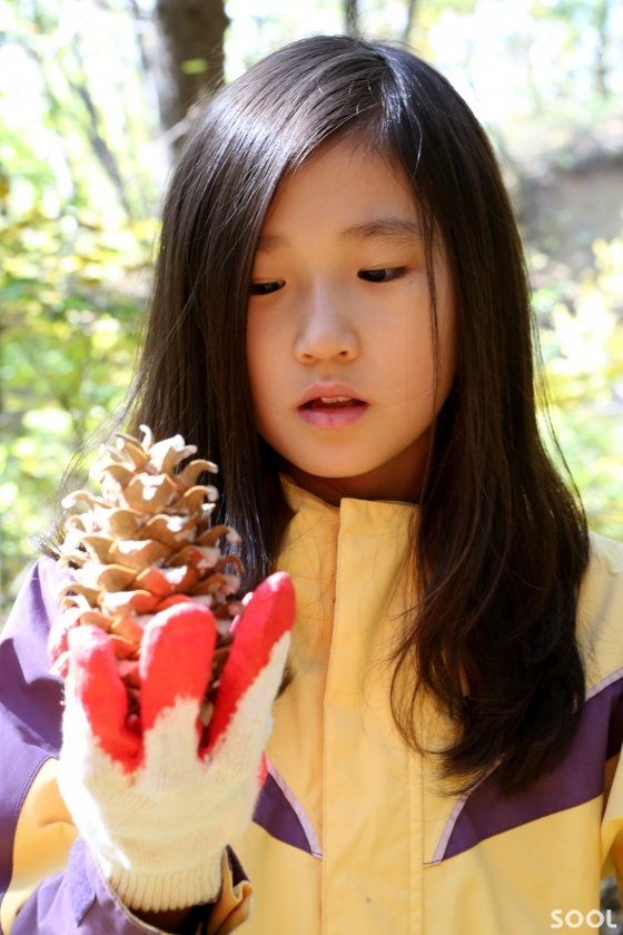 숲에서 주은 잣송이 