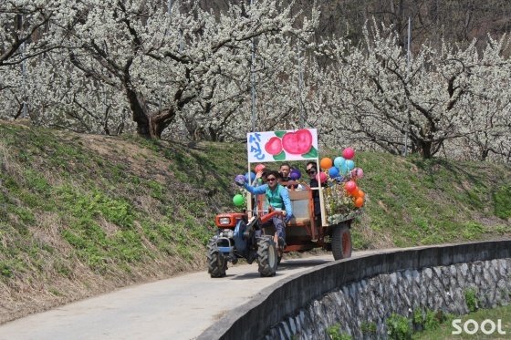 김천 자두꽃 축제, 추억의 경운기 타고 꽃길 체험