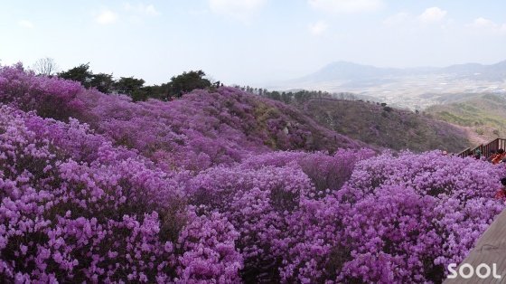 고려산 진달래군락지의 절경