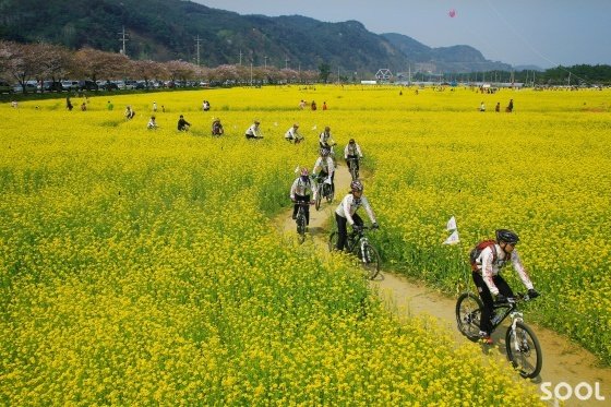 맹방유채꽃 마을 풍경