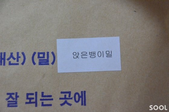앉은뱅이 밀로 빚은 누룩