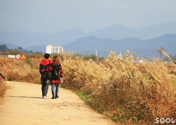 주남저수지 억새 길을 걷는 연인