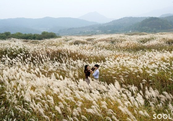 억새가 출렁이는 비내섬