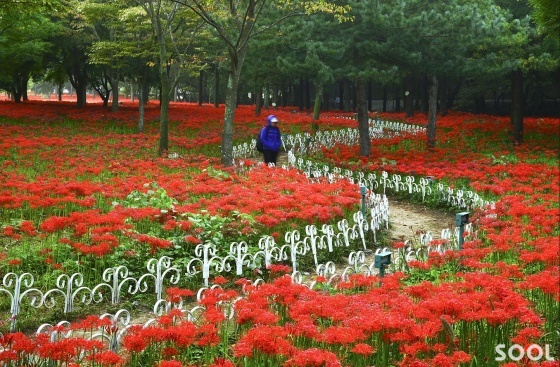 [전남 영광] 불갑산상사화축제 시기에 불갑사를 찾으면 빨간 꽃무를 사이를 산책할 수 있다. 사진 제공  영광군청