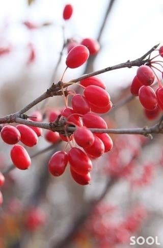 산수유 열매가, 툭―