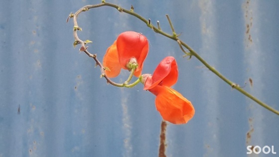 콩꽃(키스하는--)