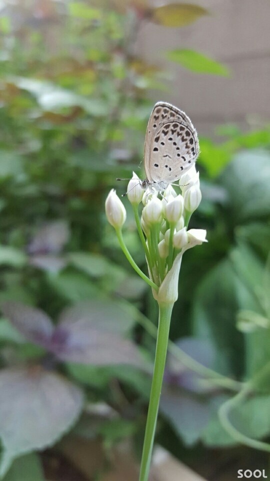 부추꽃(백색, 나비)