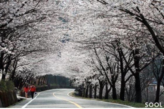 하동 십리벚꽃길