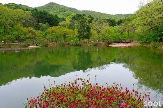  [경기 포천] 철쭉이 피어나는 육림호-국립수목원 사진 제공