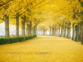한국관광공사 추천 10월의 걷기여행길