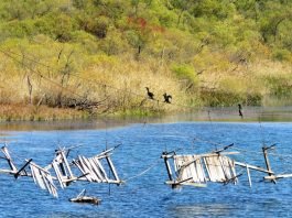 DMZ 관광, ‘철원 DMZ 평화생태철새 겨울여행’ 상품 출시