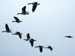 기러기가 먼저였을까