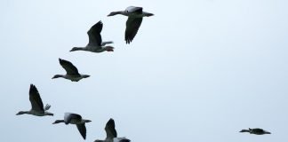 기러기가 먼저였을까