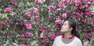 제주도 밤에 가볼 만한 곳 제주허브동산, 조명과 어우러진 동백꽃의 향연