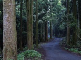 “우리나라에서 웰니스 관광을 즐기는 법, 내가 알려줄게”