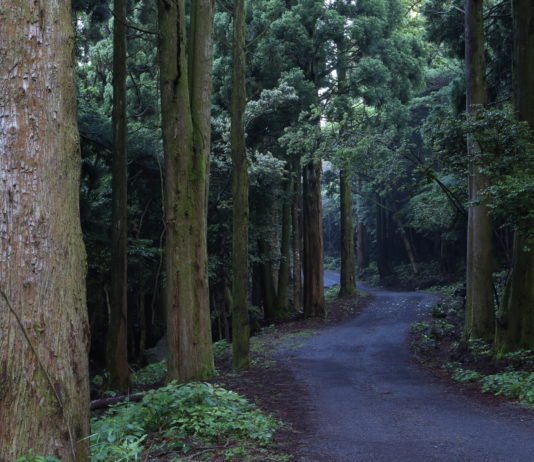 “우리나라에서 웰니스 관광을 즐기는 법, 내가 알려줄게”