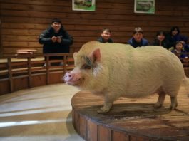 한국관광공사 2019년 1월 추천 가볼 만한 곳