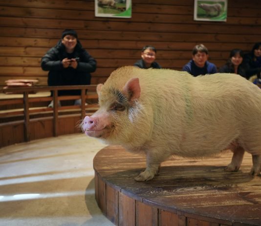 한국관광공사 2019년 1월 추천 가볼 만한 곳