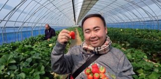 농가 딸기체험 상품, 외국인관광객에게 ‘통한다’