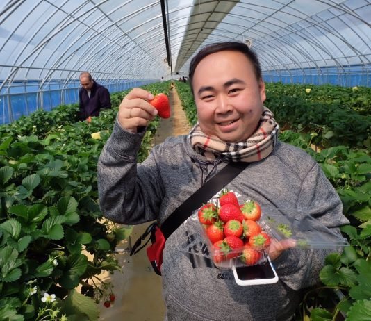 농가 딸기체험 상품, 외국인관광객에게 ‘통한다’