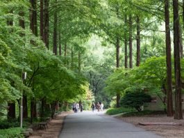 무더위 날려버릴 시원한 자연휴양림 길 5곳