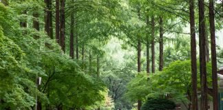 무더위 날려버릴 시원한 자연휴양림 길 5곳