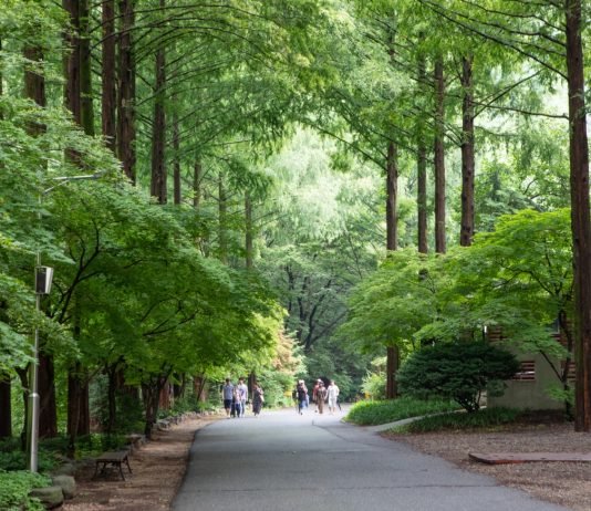 무더위 날려버릴 시원한 자연휴양림 길 5곳
