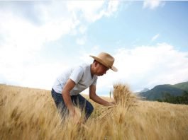 맹개마을에서 자라는 유기농밀로 진맥소주를 내리다