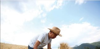 맹개마을에서 자라는 유기농밀로 진맥소주를 내리다