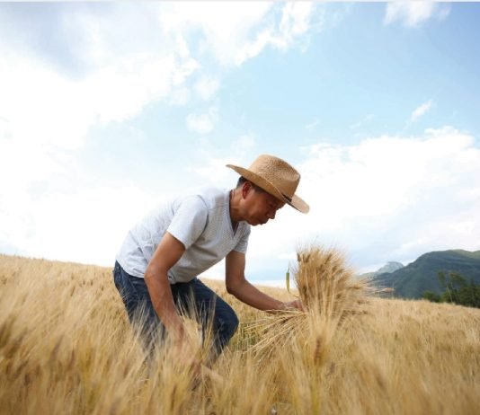 맹개마을에서 자라는 유기농밀로 진맥소주를 내리다