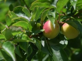 매실주에 대한 신념과 고집으로 쌓아온 10년