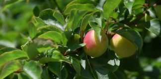 매실주에 대한 신념과 고집으로 쌓아온 10년