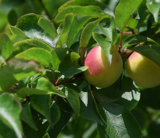 매실주에 대한 신념과 고집으로 쌓아온 10년