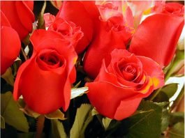 라일락 아니, 장미 너에게 편지를 쓴다