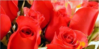 라일락 아니, 장미 너에게 편지를 쓴다