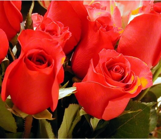 라일락 아니, 장미 너에게 편지를 쓴다