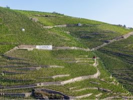 프랑스 북부론 이 기갈(E-guigal) 와인 보물 ‘라라라 삼총사’