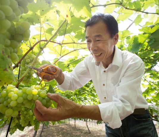 당신도 모르는 사이 조금씩 당신의 마음에 스며들 단 하나의 와이너리, 시나브로