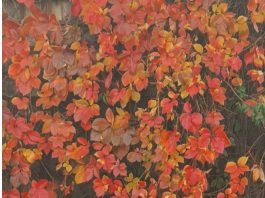 새빨간 거짓말 하는 시절