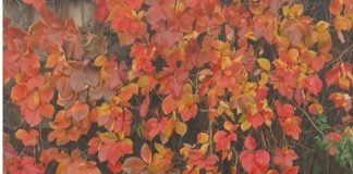 새빨간 거짓말 하는 시절