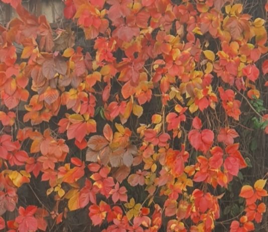 새빨간 거짓말 하는 시절