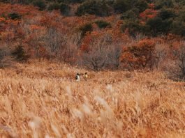 길을 걸으며 만끽하는 ‘늦가을의 정취’