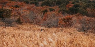 길을 걸으며 만끽하는 ‘늦가을의 정취’