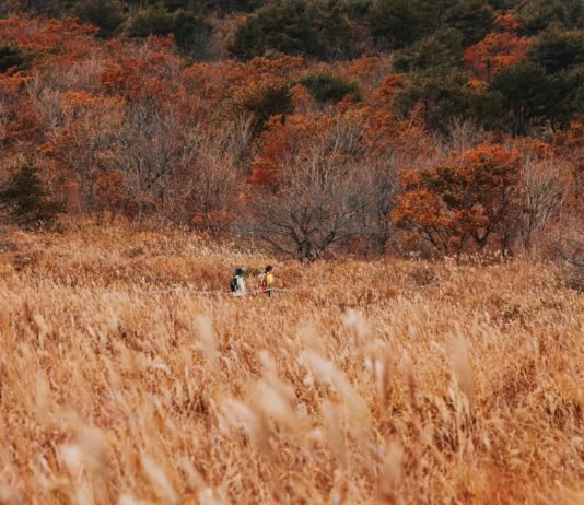 길을 걸으며 만끽하는 ‘늦가을의 정취’
