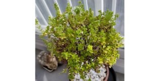 ‘귀밝이술’ 한 잔 먹고 듣는 희망트롯